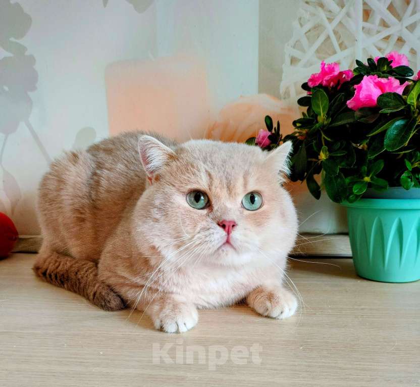 Кошки в Воронеже: Лиловая золотая шиншилла взрослый кот Мальчик, 70 000 руб. - фото 2