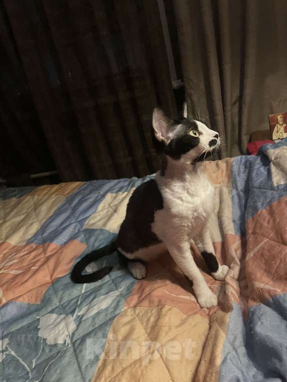 Кошки в Москве: Замечательная девочка Девон рекс Девочка, 20 000 руб. - фото 6