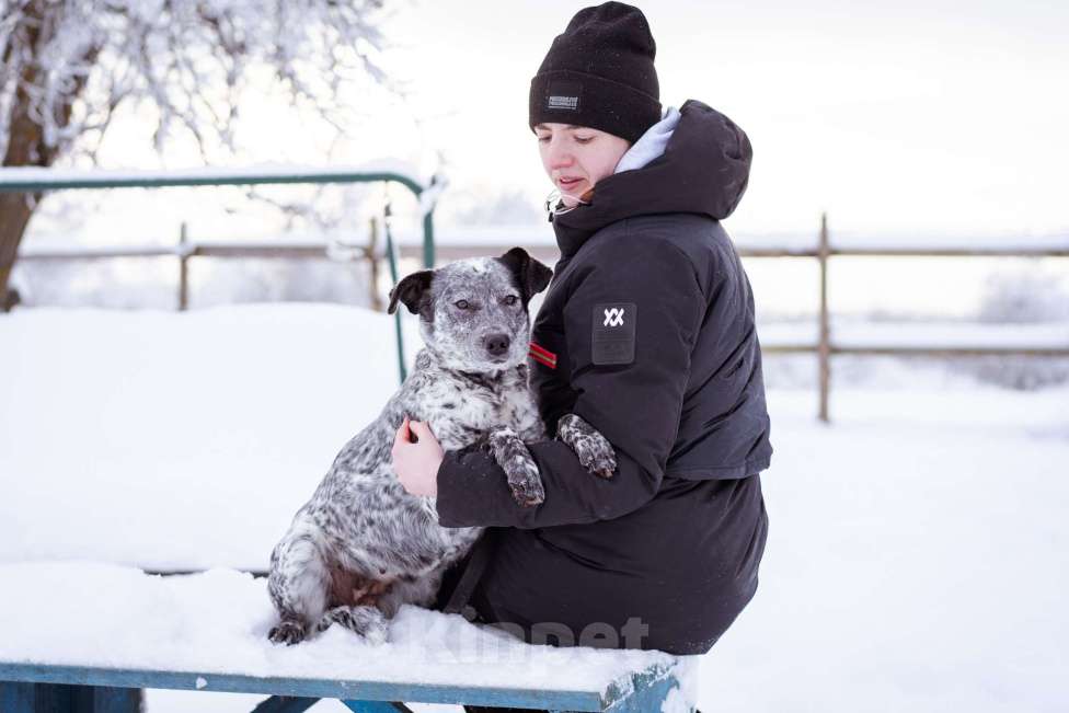 Собаки в Москве: Метис в добрые руки! Девочка, Бесплатно - фото 8