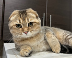Кошки в Альметьевске: Шотландская золотая шиншилла Разнополые, 17 000 руб. - фото 4