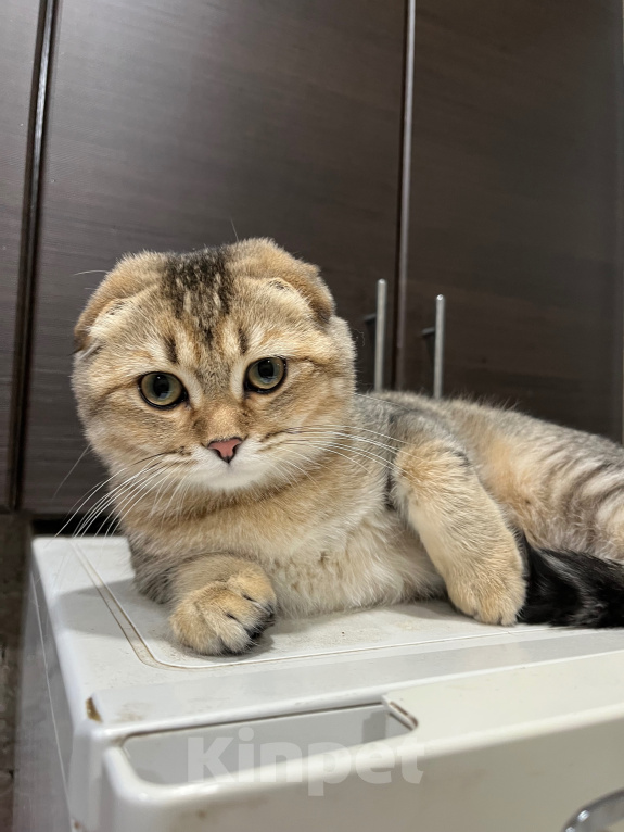 Кошки в Альметьевске: Шотландская золотая шиншилла Разнополые, 17 000 руб. - фото 4