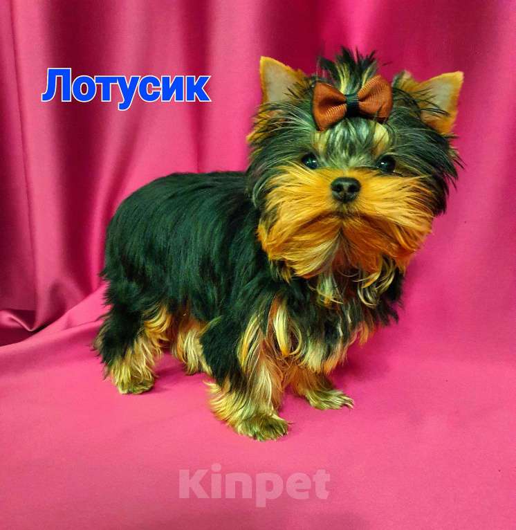 Собаки в Москве: ЙОРКШИРЯТА РКФ Мальчик, 80 000 руб. - фото 4