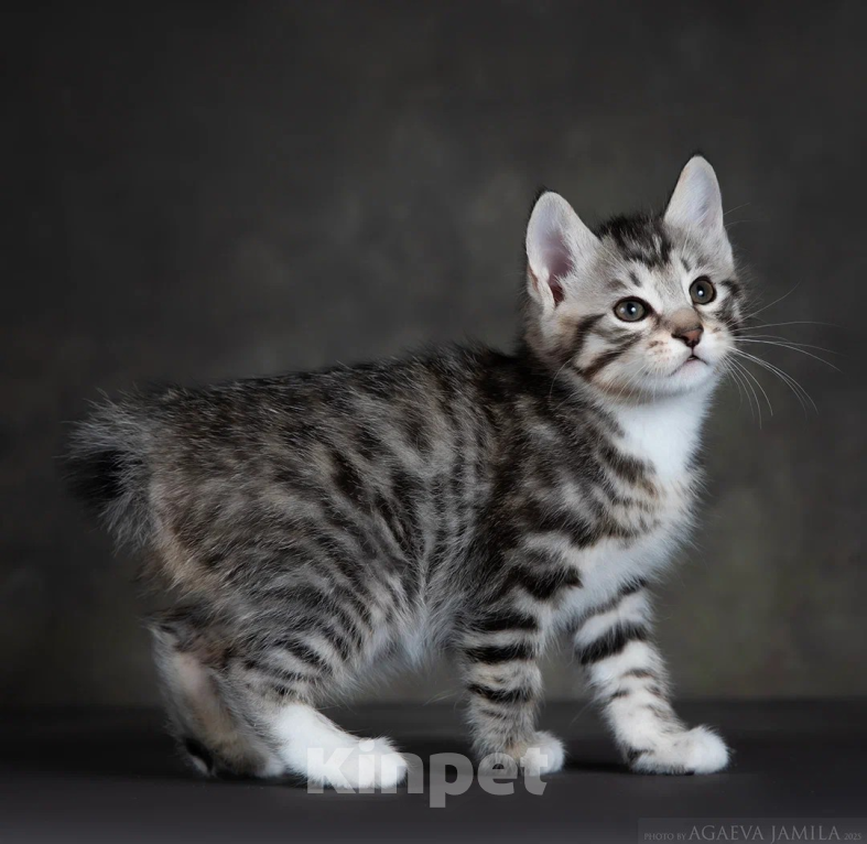 Кошки в других городах Московской области: Котик короткошерстный Мальчик, 50 000 руб. - фото 1