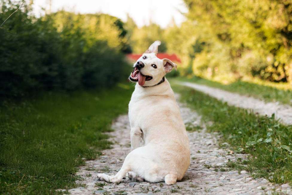 Собаки в Москве: Снежка. Метис стаффорда в добрые руки Девочка, Бесплатно - фото 2