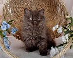 Кошки в Санкт-Петербурге: Британский котенок, девочка мулатка-шоколадка Девочка, 38 000 руб. - фото 9