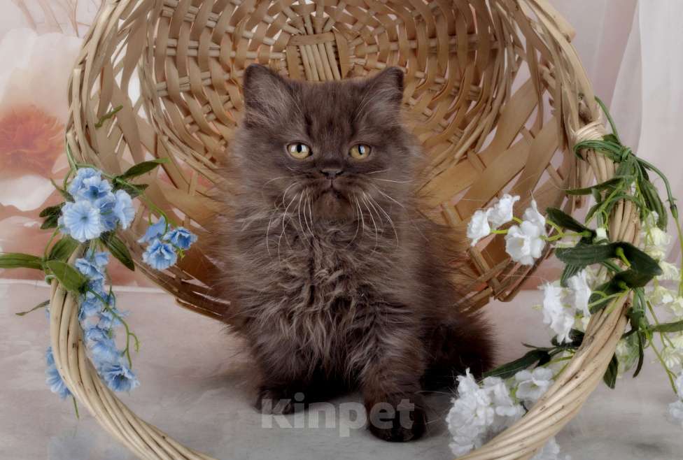 Кошки в Санкт-Петербурге: Британский котенок, девочка мулатка-шоколадка Девочка, 38 000 руб. - фото 9