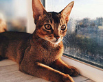 Кошки в Теберде: АБИССИНСКИЕ КОТЯТА, 25 000 руб. - фото 7