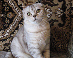 Кошки в Новокубанске: Шотландская кошечка, 1 руб. - фото 2