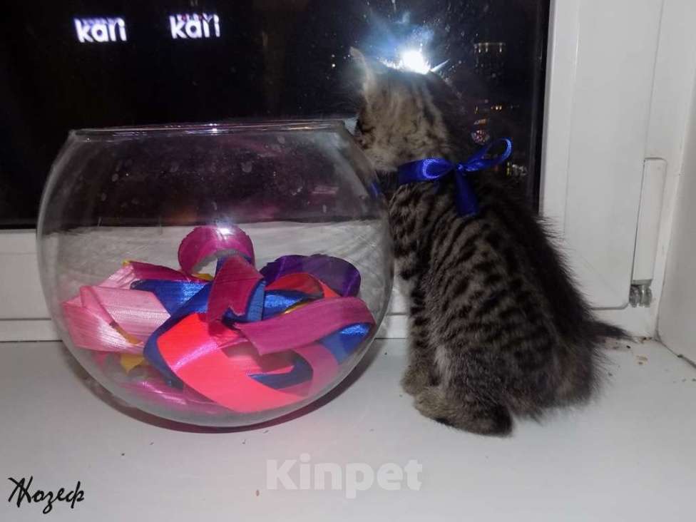 Кошки в Москве: Шотландский короткошерстный прямоухий мальчик Мальчик, 10 000 руб. - фото 5