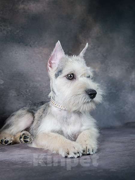 Собаки в Мытищах: Подрощенная девочка Девочка, 55 000 руб. - фото 1