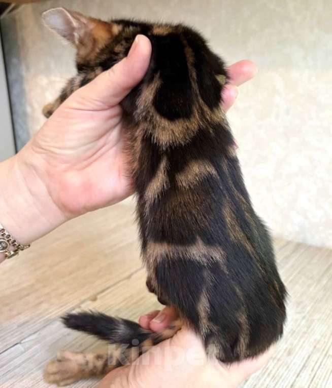 Кошки в Москве: Клубные бенгальские котята - мальчик Мальчик, 60 000 руб. - фото 1