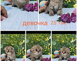 Кошки в Краснодаре: Котята Золотая шиншилла Мальчик, Бесплатно - фото 4