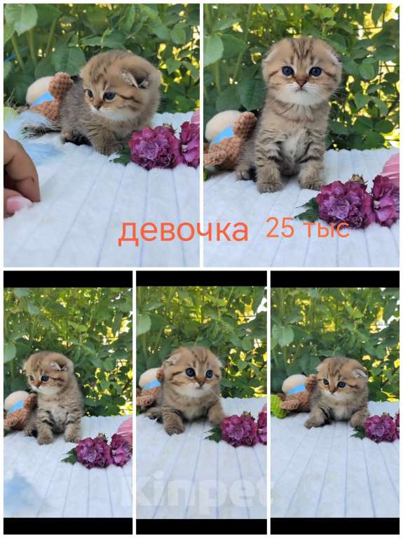 Кошки в Краснодаре: Котята Золотая шиншилла Мальчик, Бесплатно - фото 4