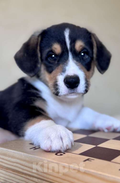 Собаки в Курске: Вельш корги кардиган Мальчик, 50 000 руб. - фото 2