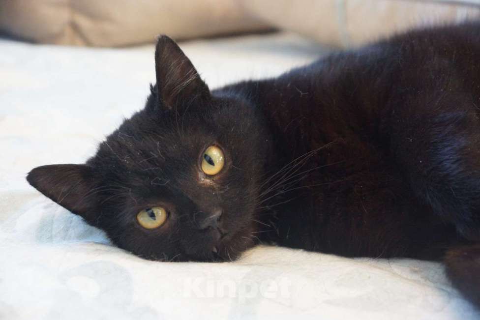 Кошки в Москве: Котик Мартин в добрые руки Мальчик, Бесплатно - фото 5