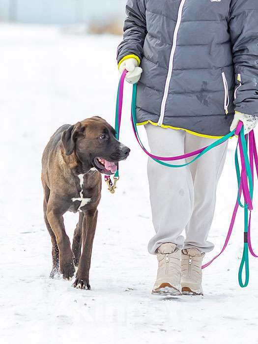 Собаки в Москве: Красавица Лада, молодая добрая семейная собачка в добрые руки Девочка, 10 руб. - фото 2