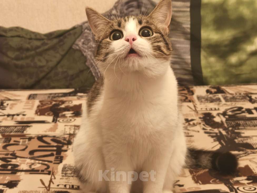 Кошки в Рязани: Кошечка в добрые руки Девочка, 1 руб. - фото 2