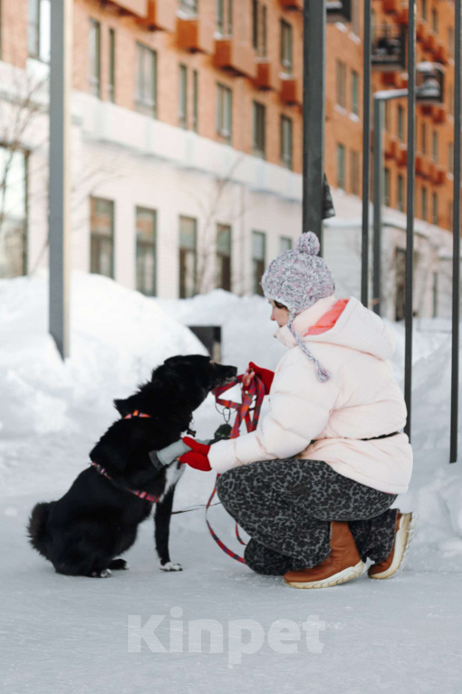 Собаки в Москве: Клюкве срочно нужен дом 🐾 Девочка, Бесплатно - фото 6