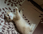 Кошки в Осиннике: Котенок золотой шиншиллы Девочка, 40 000 руб. - фото 2