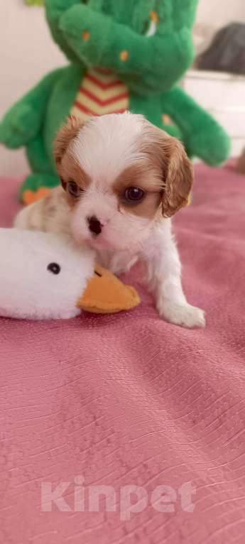 Собаки в Дмитрове: Мальчики кавалер Кинг Чарльз Спаниель Мальчик, 55 000 руб. - фото 7