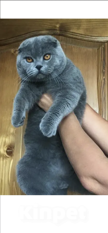 Кошки в Краснодаре: Котёнок Мейн-кун, окрас мрамор Мальчик, Бесплатно - фото 4