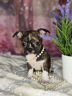 Чихуахуа Кобби мальчик