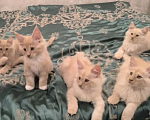 Кошки в Мытищах: Котята менкун Девочка, 15 000 руб. - фото 3