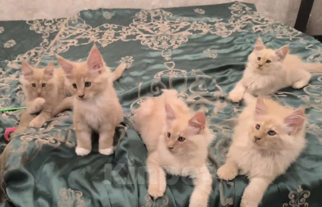 Кошки в Мытищах: Котята менкун Девочка, 15 000 руб. - фото 3