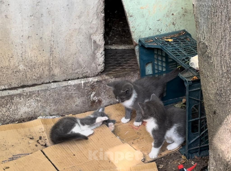 Кошки в Москве: Целебные котята Мальчик, 10 руб. - фото 2