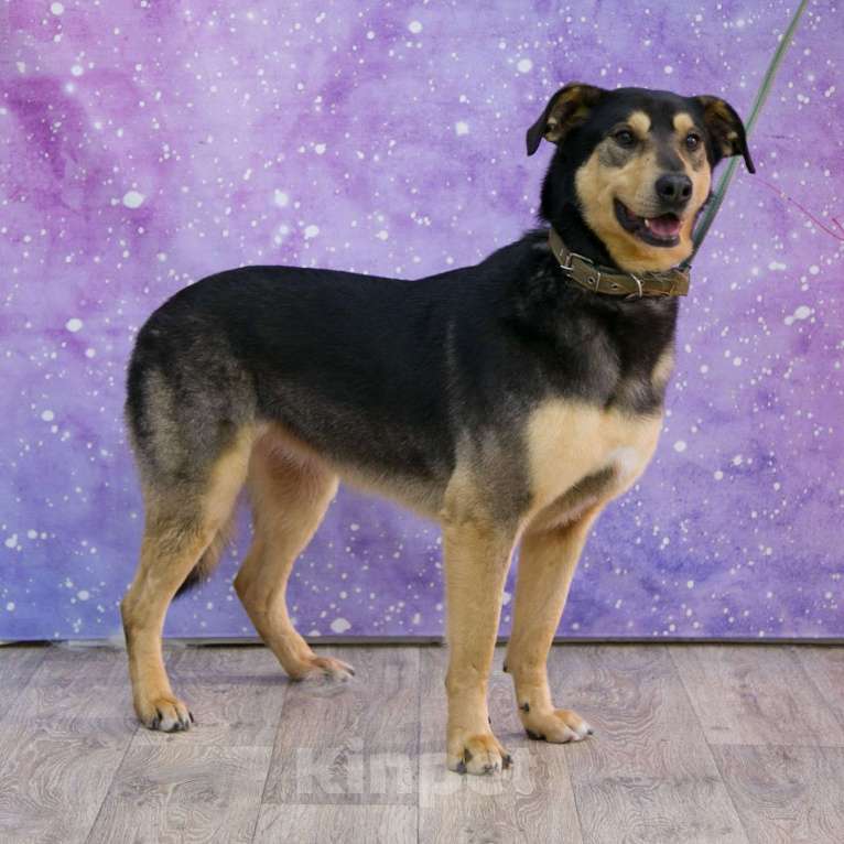 Собаки в Москве: Яна Девочка, Бесплатно - фото 3