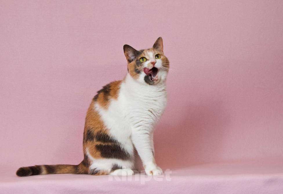 Кошки в Москве: Очаровательная Манюня наведет уют в вашем доме Девочка, Бесплатно - фото 3