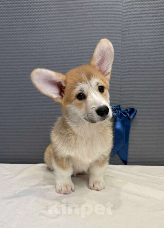 Собаки в Кургане: Щенок вельш корги пемброк, кобель Мальчик, 50 000 руб. - фото 3