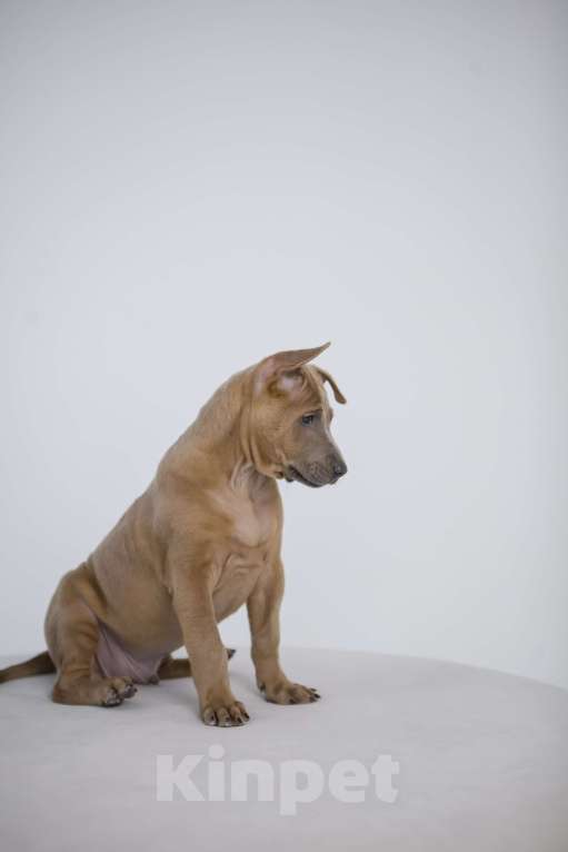 Собаки в Сургуте: Продам щенков Тайского Риджбека Девочка, Бесплатно - фото 2