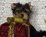 Собаки в Москве: Йоркширский терьер мальчик  Мальчик, 65 000 руб. - фото 6