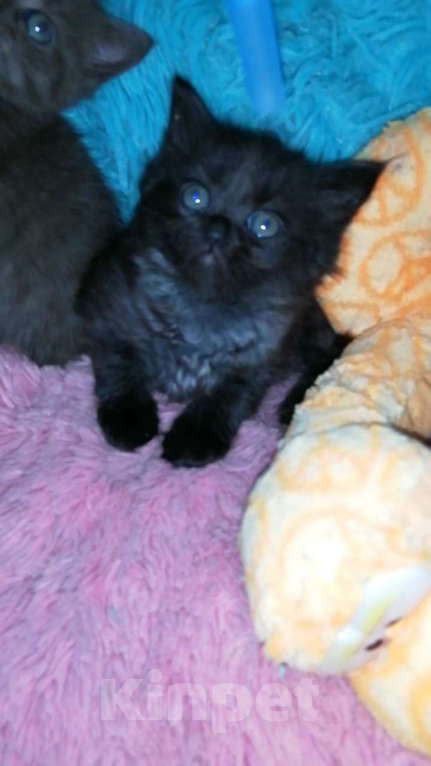 Кошки в Москве: Шотландские котята хайленд  Девочка, 8 000 руб. - фото 6