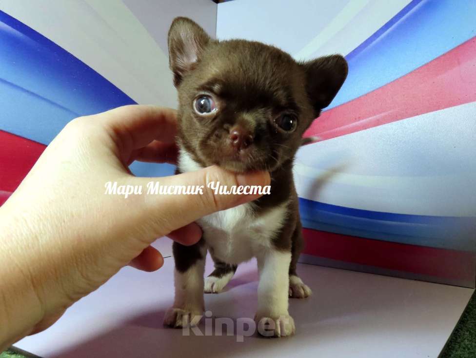 Собаки в Санкт-Петербурге: Большой выбор щенков чихуахуа из питомника РКФ Мальчик, Бесплатно - фото 3