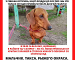 Собаки в Щербинке: Потерялась собака по кличке фредии  Мальчик, Бесплатно - фото 3