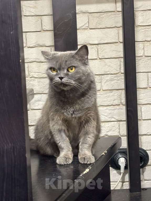 Кошки в Москве: Британская кошка Мэгги в добрые руки Девочка, Бесплатно - фото 5