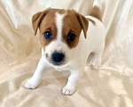 Собаки в Москве: Девочка Джек Рассел терьер Девочка, 50 000 руб. - фото 1