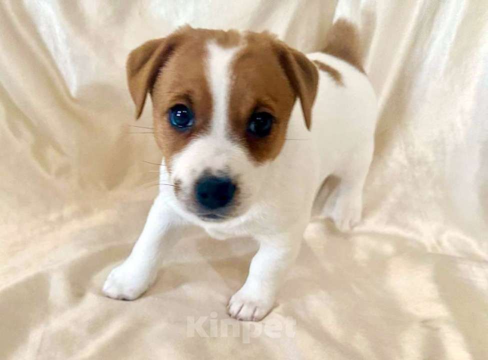 Собаки в Москве: Девочка Джек Рассел терьер Девочка, 50 000 руб. - фото 1