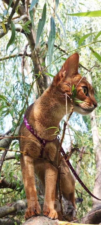 Кошки в Брянске: Абиссинская кошка Девочка, 20 000 руб. - фото 4