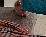 Кошки в Тюмени: Котёнок в добрые руки Девочка, Бесплатно - фото 4