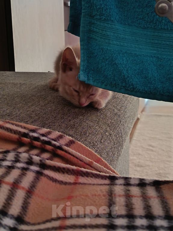 Кошки в Тюмени: Котёнок в добрые руки Девочка, Бесплатно - фото 4