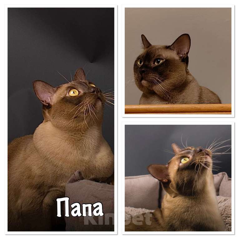 Кошки в Москве: Бурманские котята  Мальчик, 50 000 руб. - фото 7