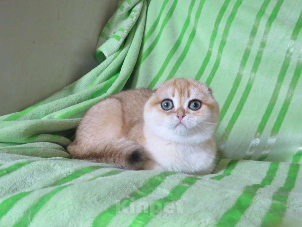 Кошки в Москве: роскошная золотая шиншилла Девочка, Бесплатно - фото 5