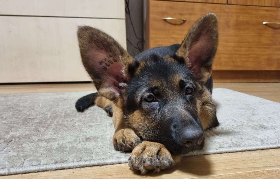 Собаки в Балашихе: Щенки немецкой овчарки Девочка, 85 000 руб. - фото 2