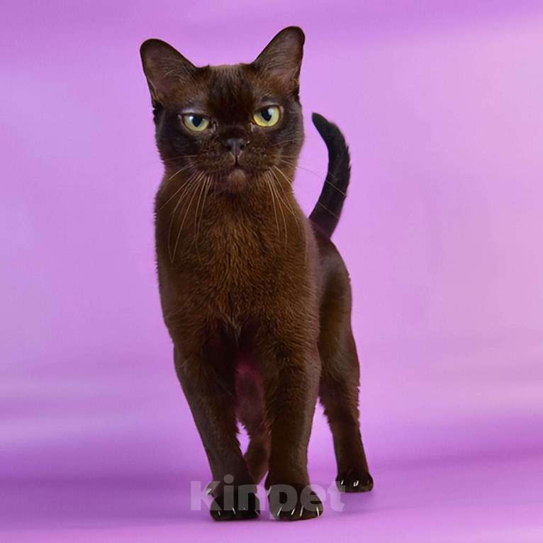 Кошки в Ростове-на-Дону: Американская Бурма  Девочка, 12 000 руб. - фото 6