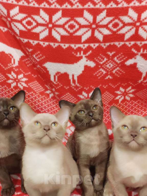 Кошки в Лыткарино: Девочка бурма европ.с документами Девочка, 50 000 руб. - фото 8