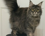 Кошки в Мытищах: Котёнок Мейн-кун Девочка, 30 000 руб. - фото 1