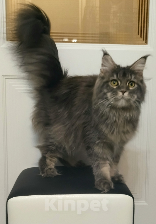 Кошки в Мытищах: Котёнок Мейн-кун Девочка, 30 000 руб. - фото 1